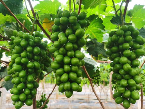 海南熱帶水果采購(gòu)指南 如何尋找聲譽(yù)良好的熱帶水果廠家及產(chǎn)品圖片